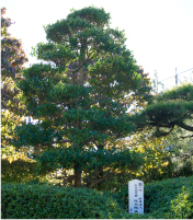 黐（もち）の木